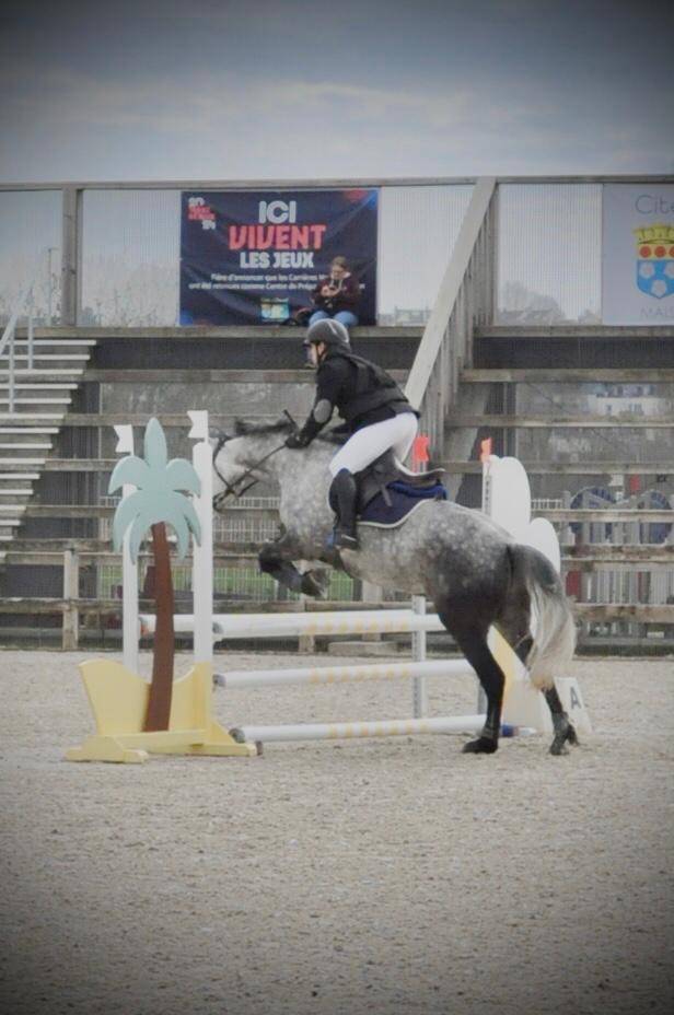 Poney Connemara plein papiers