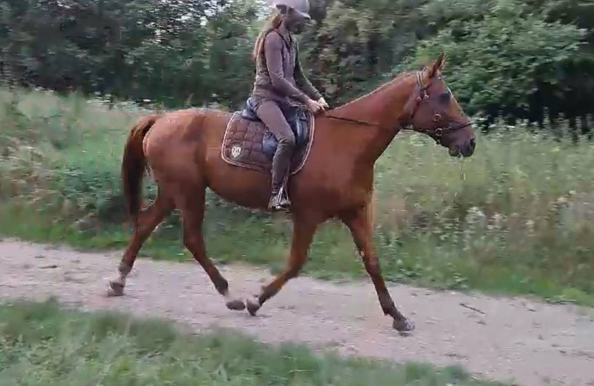 Grand et adorable cheval - sans mors et etho - 77NORD