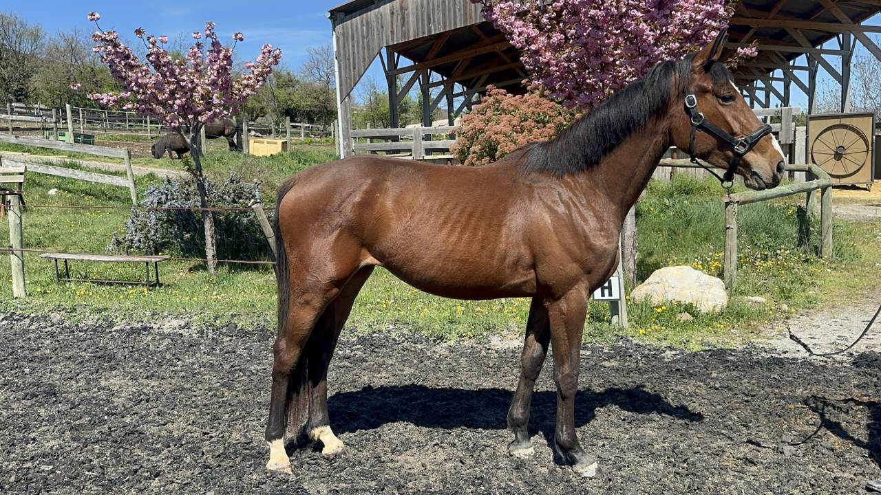 jument SF potentiel CSO ++