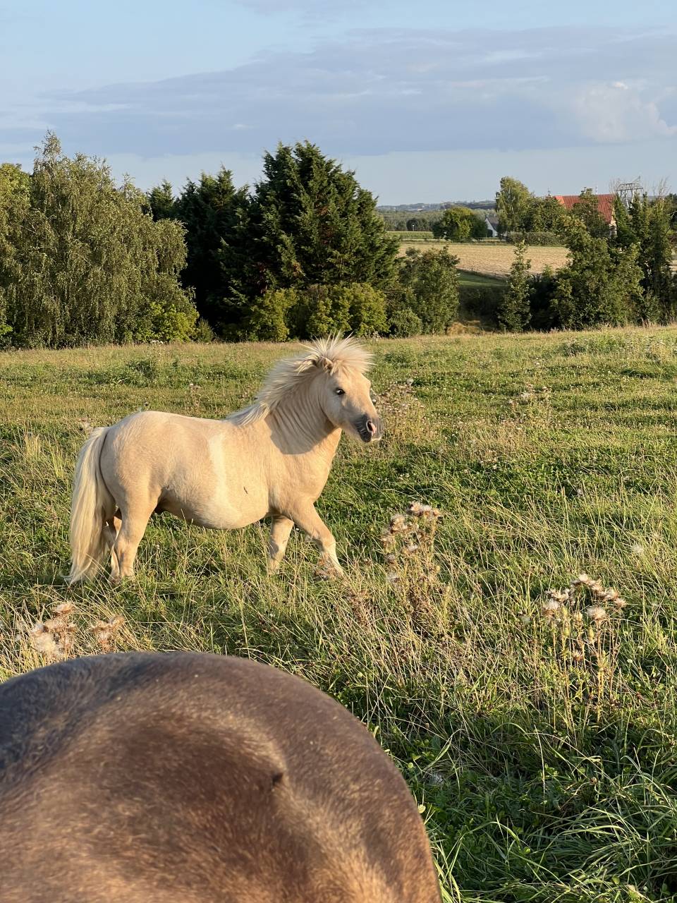 Saillie étalon shetland plein papiers
