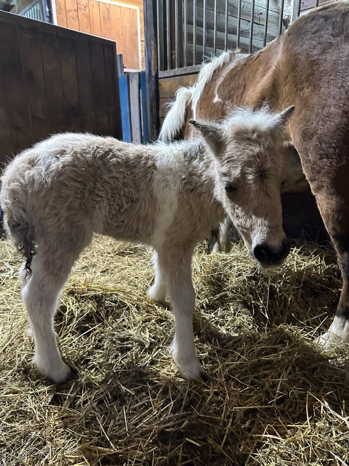 Saillie étalon shetland plein papiers