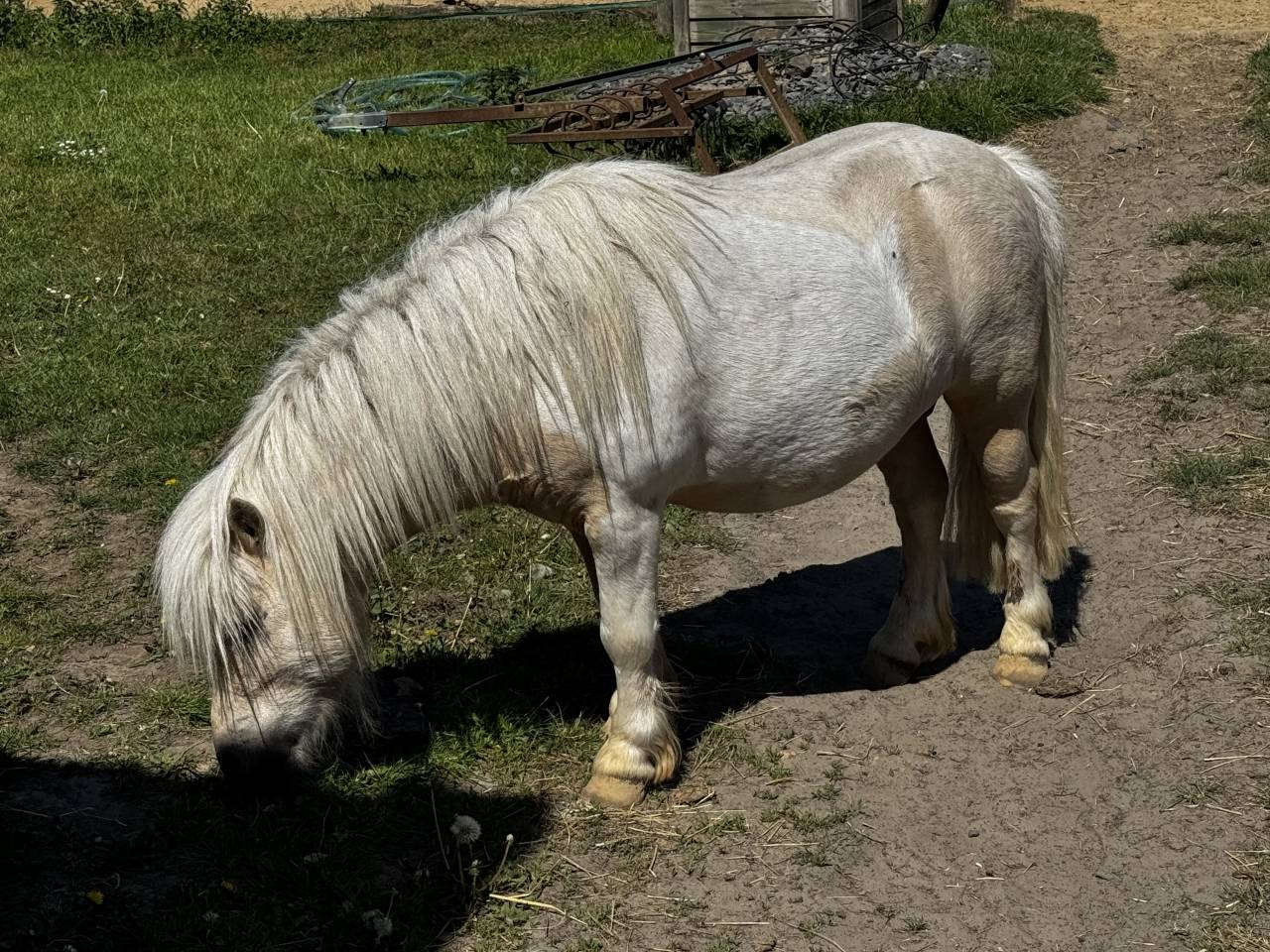 Saillie étalon shetland plein papiers