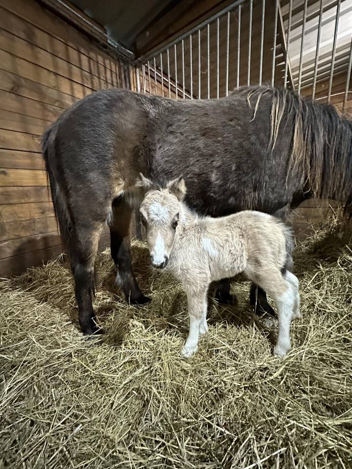 Saillie étalon shetland plein papiers