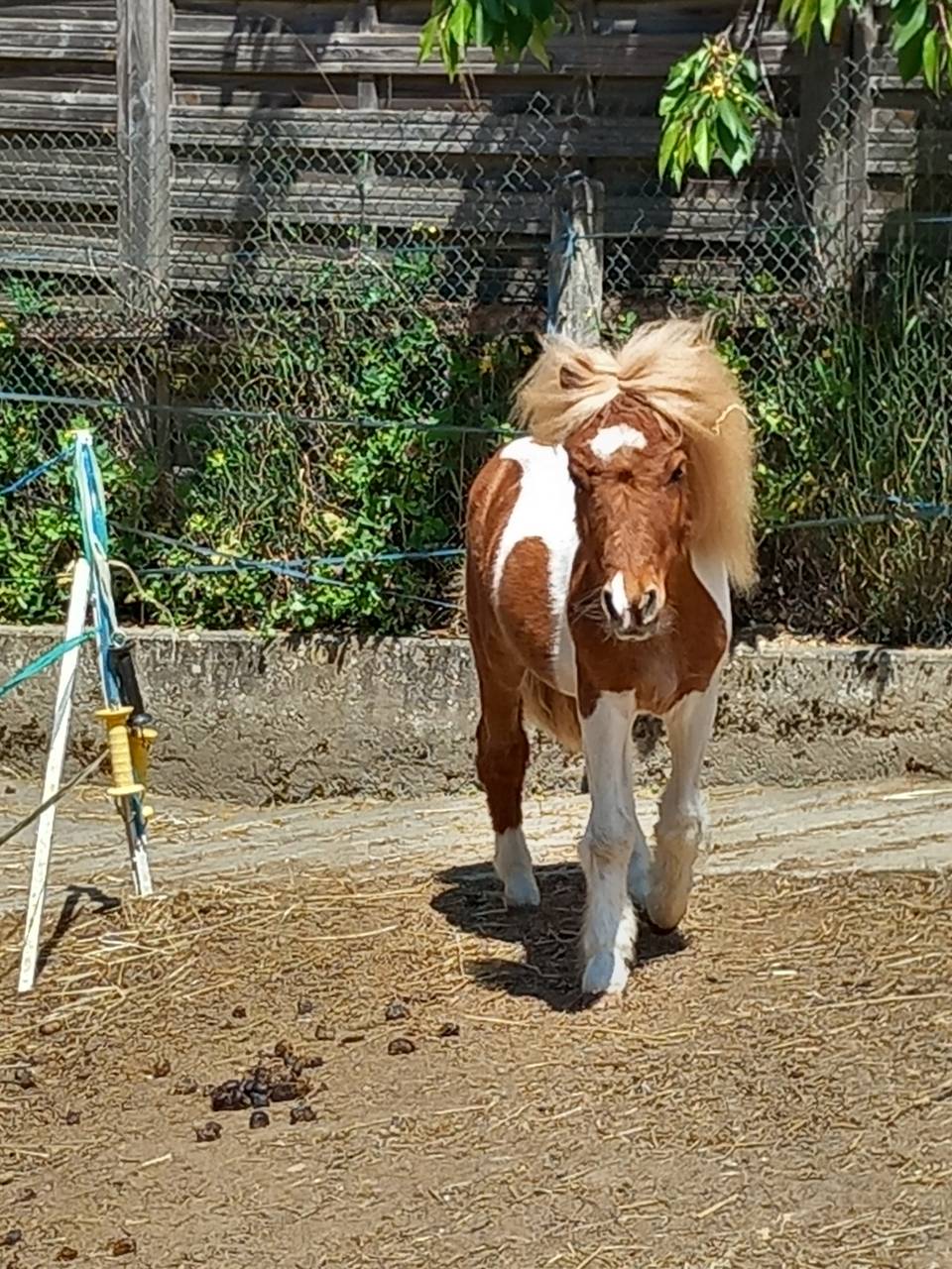 Poulain poney