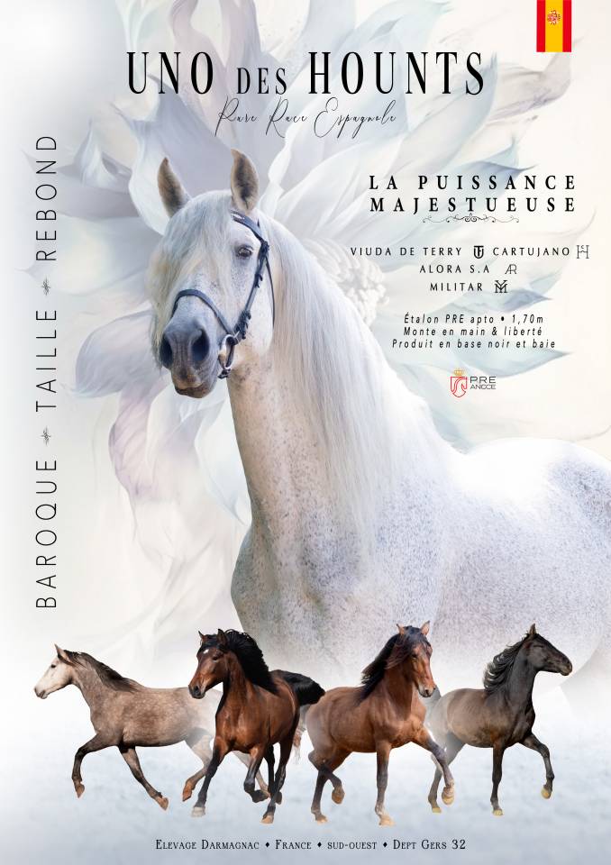 Saillie Etalon 1m70 Espagnol PRE