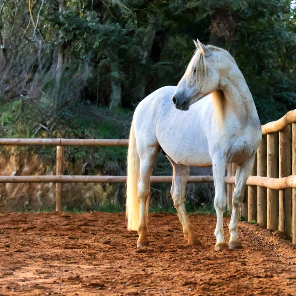 Saillie Etalon 1m70 Espagnol PRE