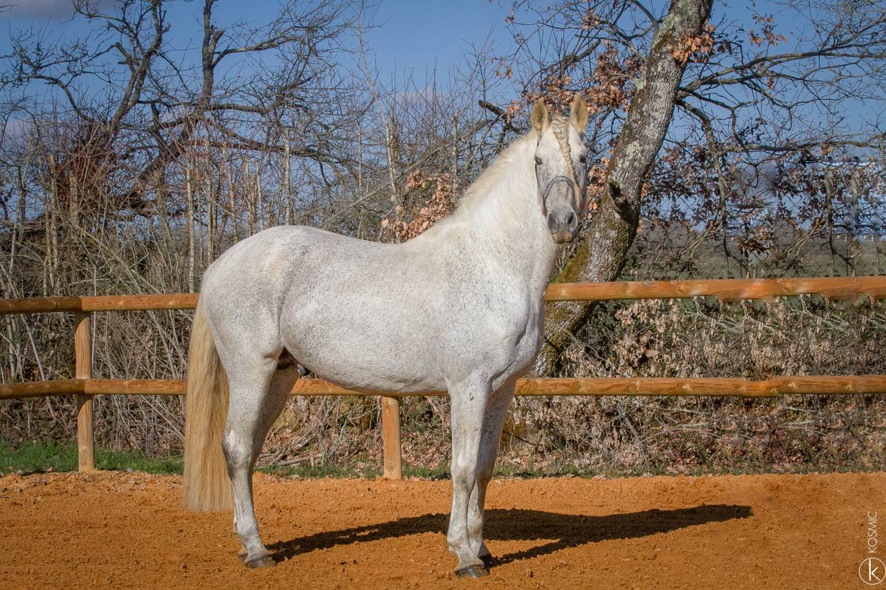 Saillie Etalon 1m70 Espagnol PRE