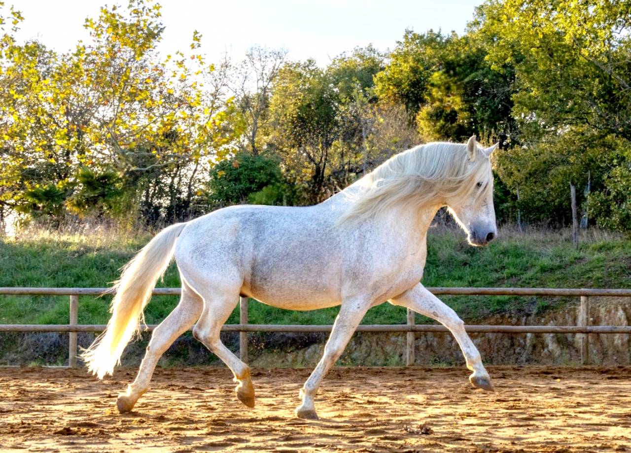 Saillie Etalon 1m70 Espagnol PRE