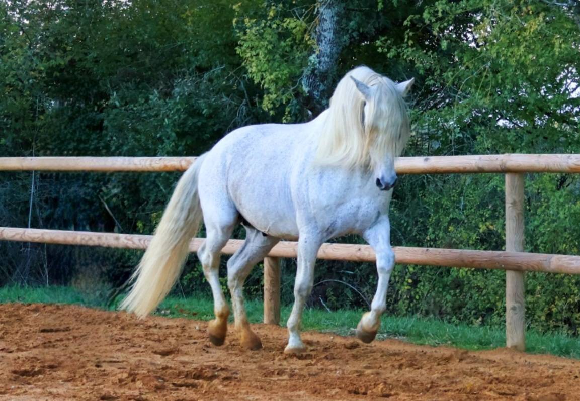 Saillie Etalon 1m70 Espagnol PRE