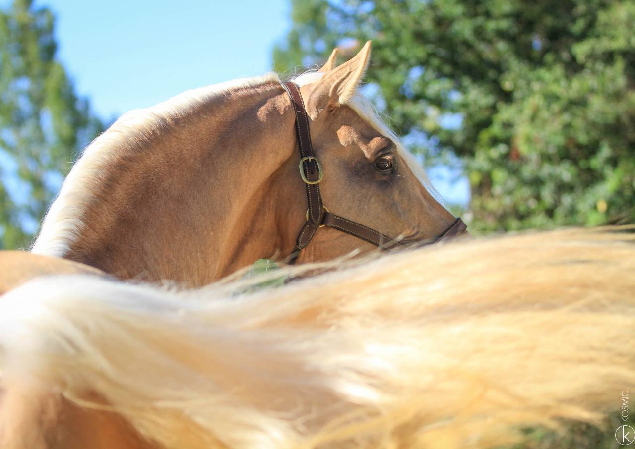 Saillie Etalon Palomino Espagnol PRE