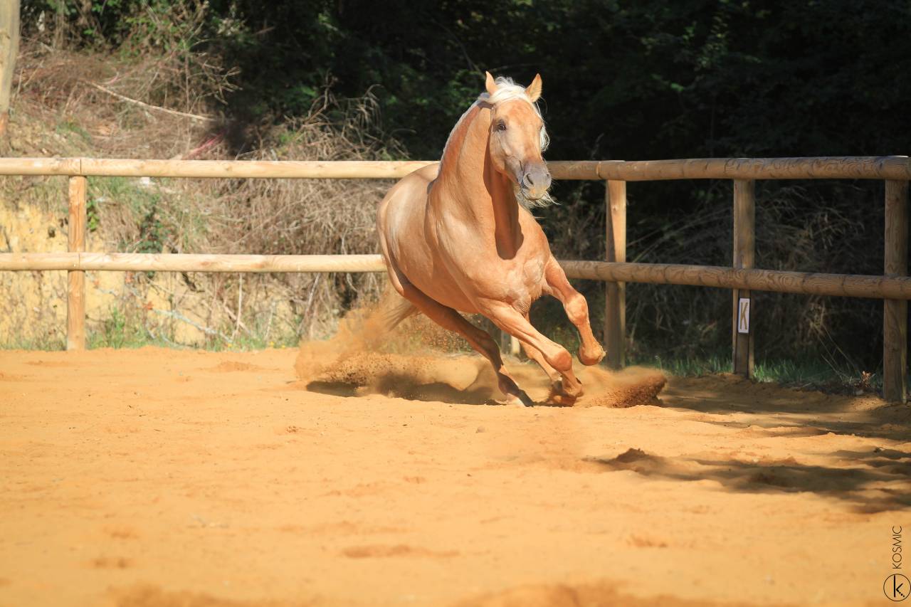 Saillie Etalon Palomino Espagnol PRE