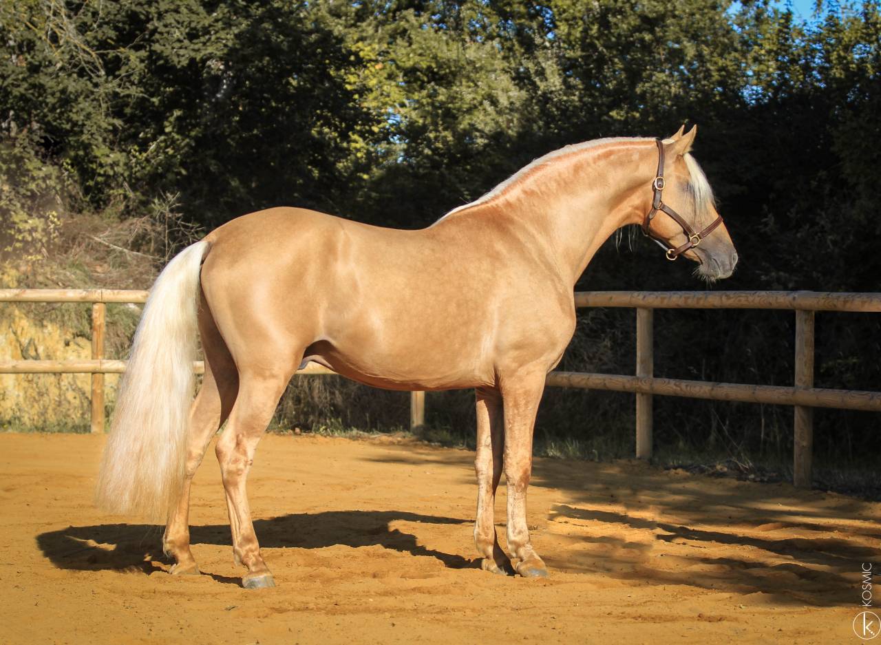 Saillie Etalon Palomino Espagnol PRE