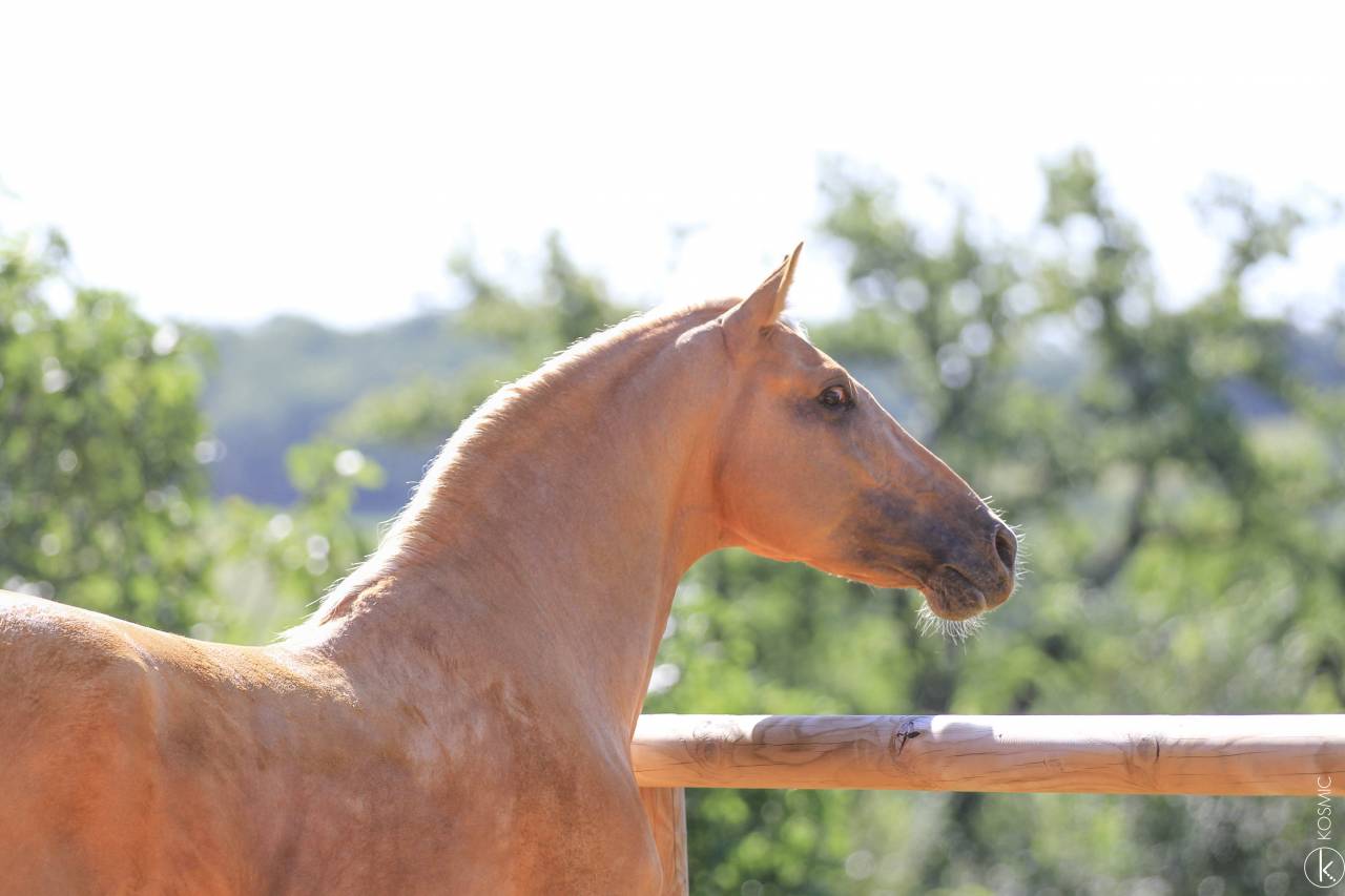 Saillie Etalon Palomino Espagnol PRE