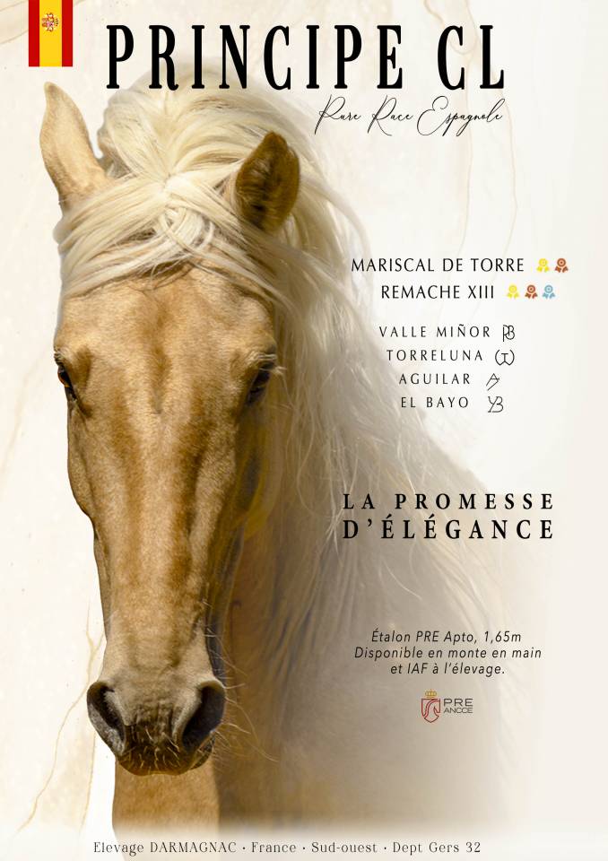 Saillie Etalon Palomino Espagnol PRE