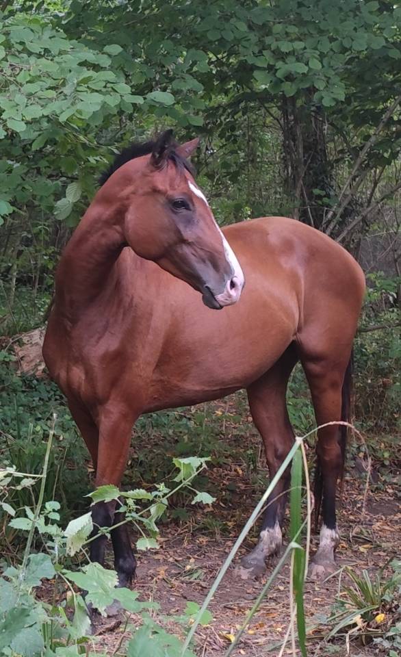 Jolie pouliche de 4 ans par Fibonacci de Lessac 