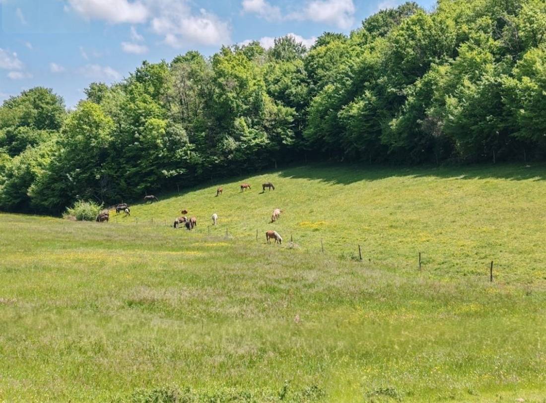 Pension cheval, poney et &eacute;talon 