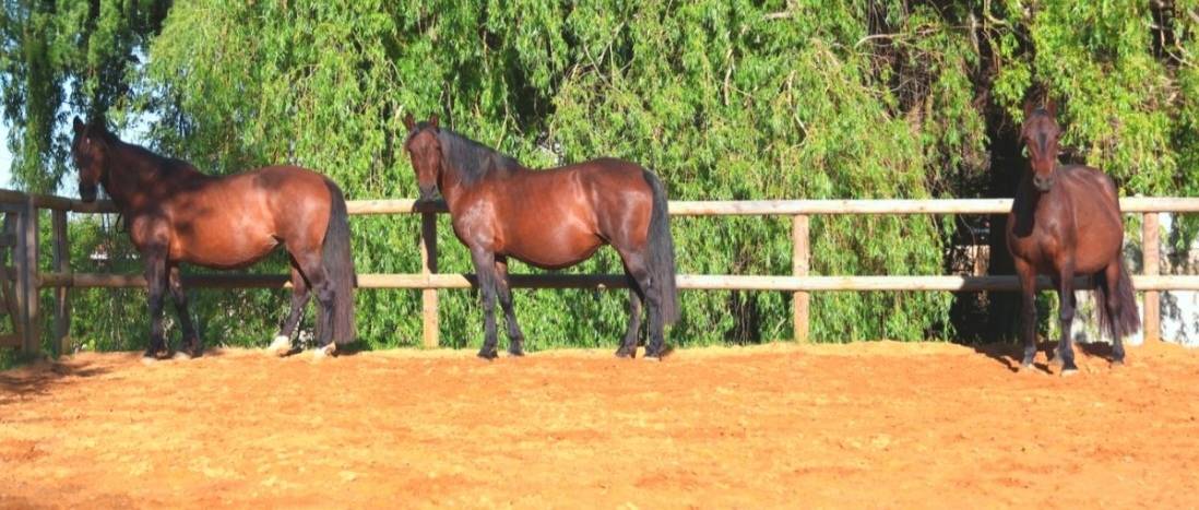 Pension cheval, poney et &eacute;talon 