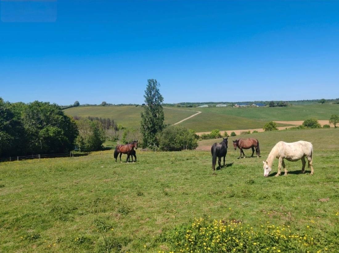 Pension cheval, poney et &eacute;talon 