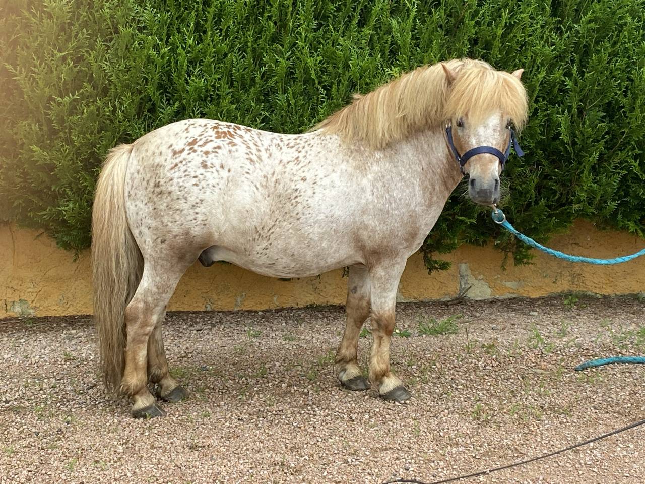 Saille entier onc de couleur 