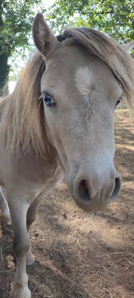 Étalon Mini Américain, miniature cheval, mini poney