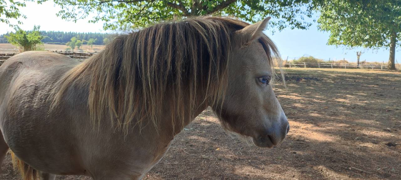 Étalon Mini Américain, miniature cheval, mini poney