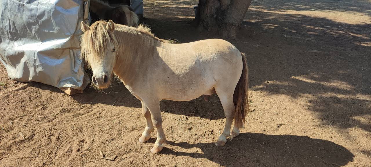Étalon Mini Américain, miniature cheval, mini poney