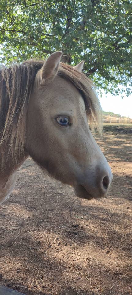 Étalon Mini Américain, miniature cheval, mini poney