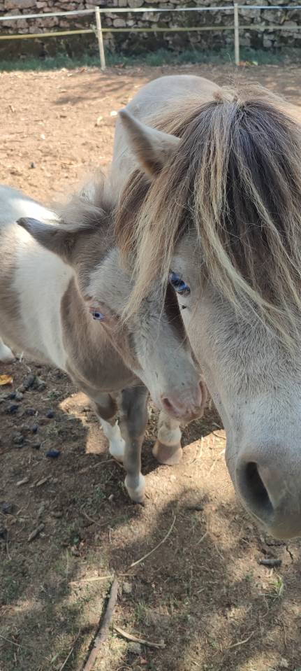 Étalon Mini Américain, miniature cheval, mini poney