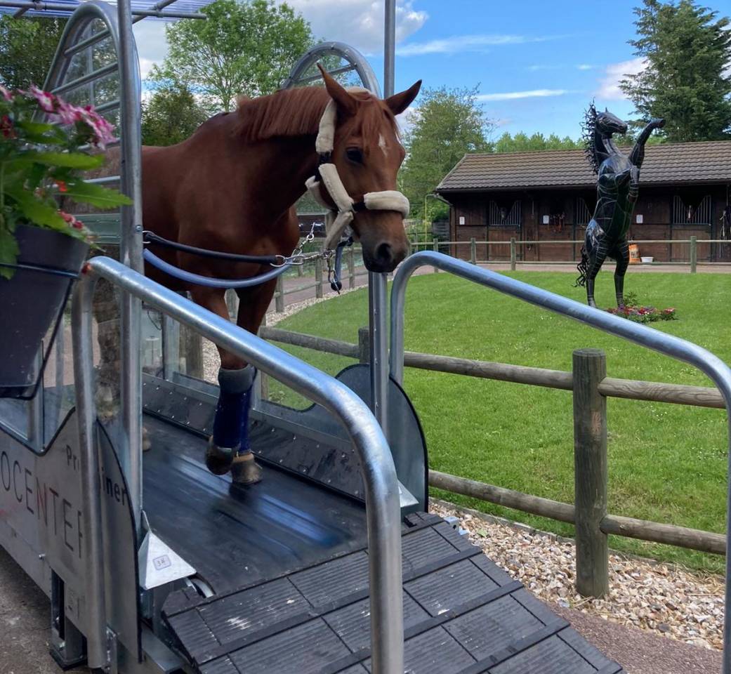 Tapis roulant protrainer 15km/h - Hippocenter 