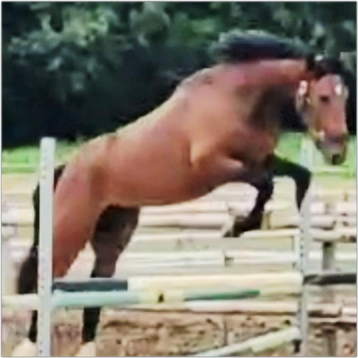 Mâle SF de 2 ans à vendre