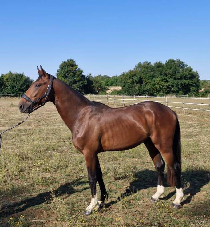 Mâle SF de 2 ans à vendre