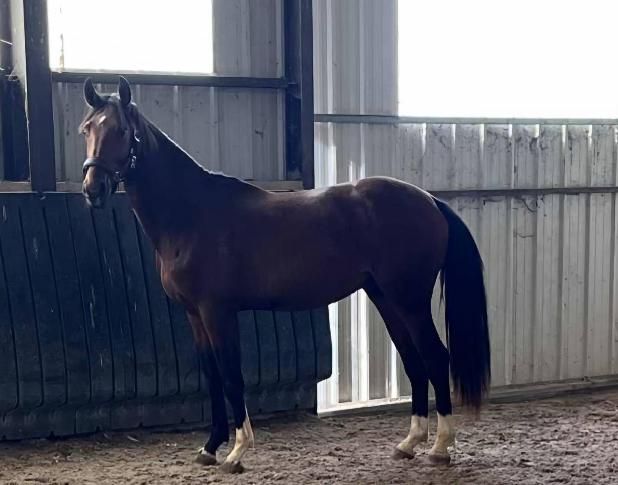 Mâle SF de 2 ans à vendre