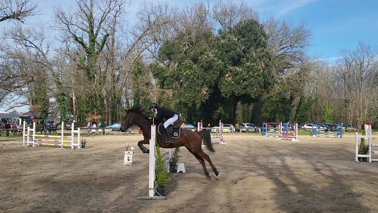 jument CSO et loisir 9 ans