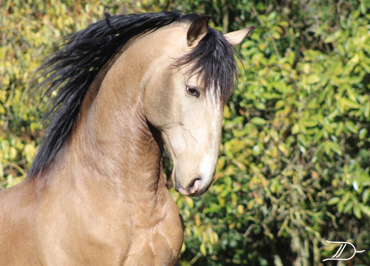 OPIUM DU DASTUGUE étalon PSL PP approuvé