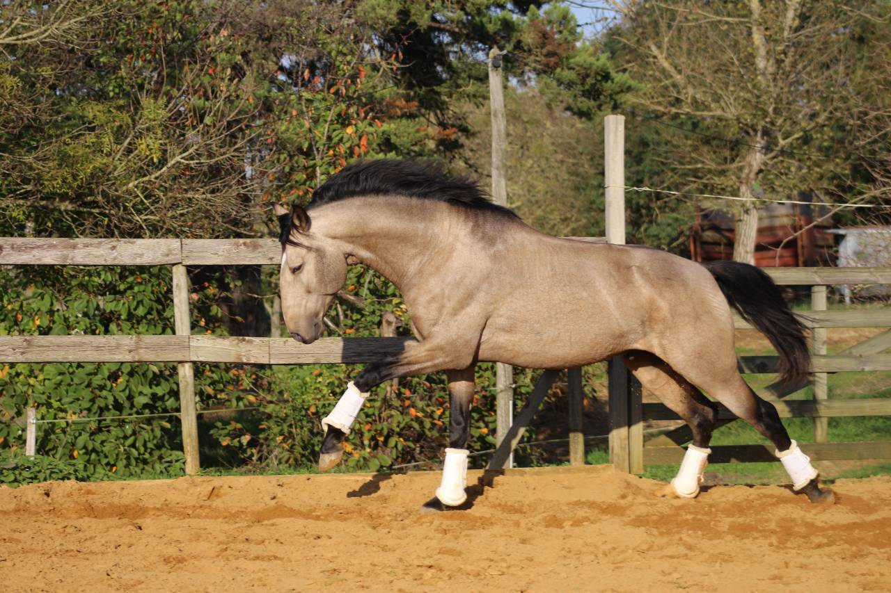 OPIUM DU DASTUGUE étalon PSL PP approuvé