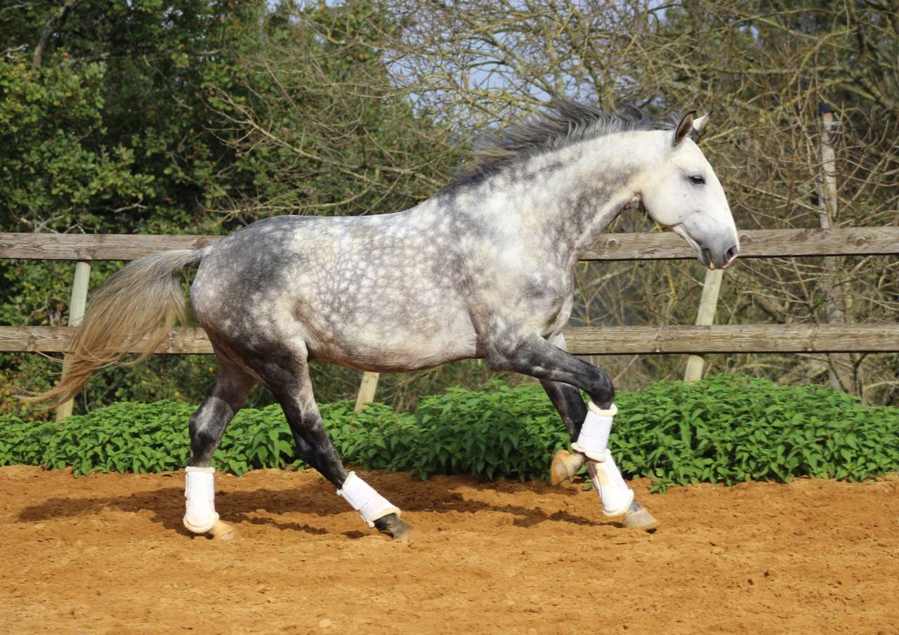 LIMPERADO DU DASTUGUE étalon PSL PP approuvé