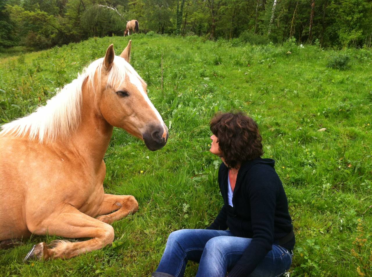 Formation Equithérapeute (31j sur un an)