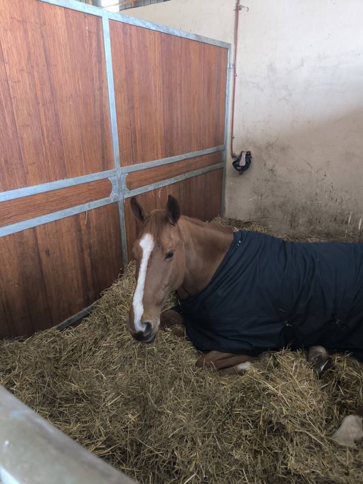 Pension pour chevaux - &Eacute;curie de Varaize 17400 Varaize