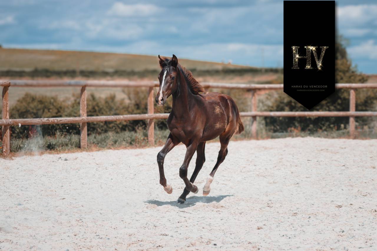 Poulain Kwpn par Quaterhit x Desperados FRH 