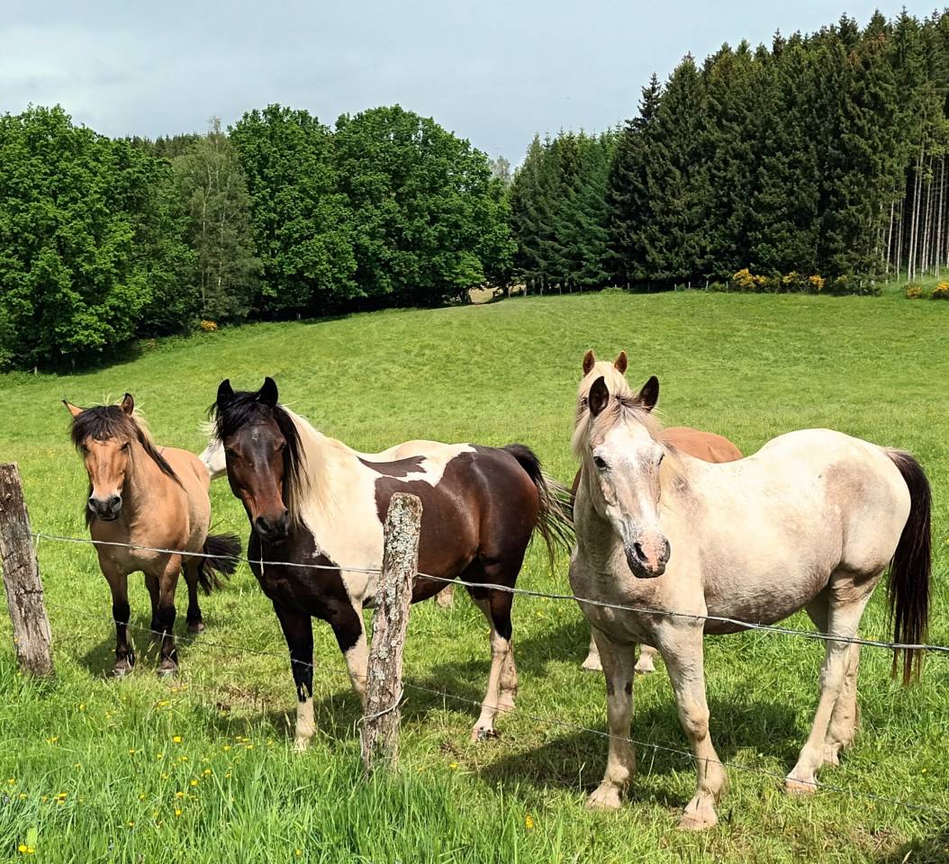 Stages d'équitation, théâtre et cinéma pour les enfants