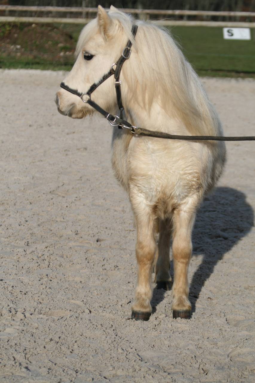 Jeune ponette Plein Papier - grande A - Palomino