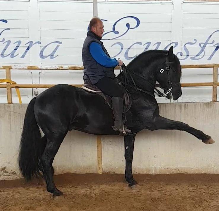 FOGOSO: Le cheval qui a tout : sécurité, spectacle et f