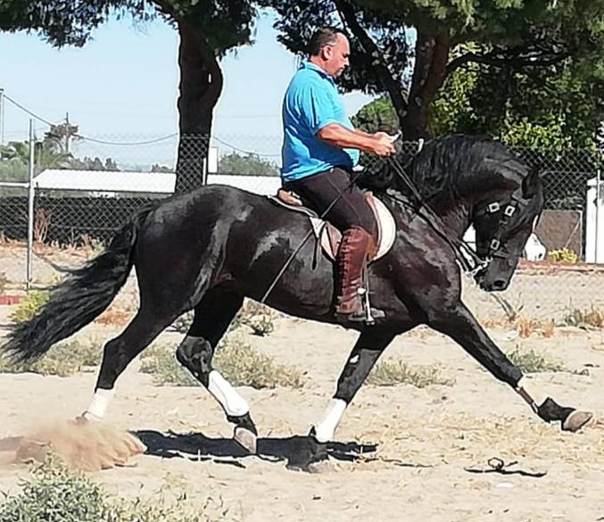 FOGOSO: Le cheval qui a tout : sécurité, spectacle et f