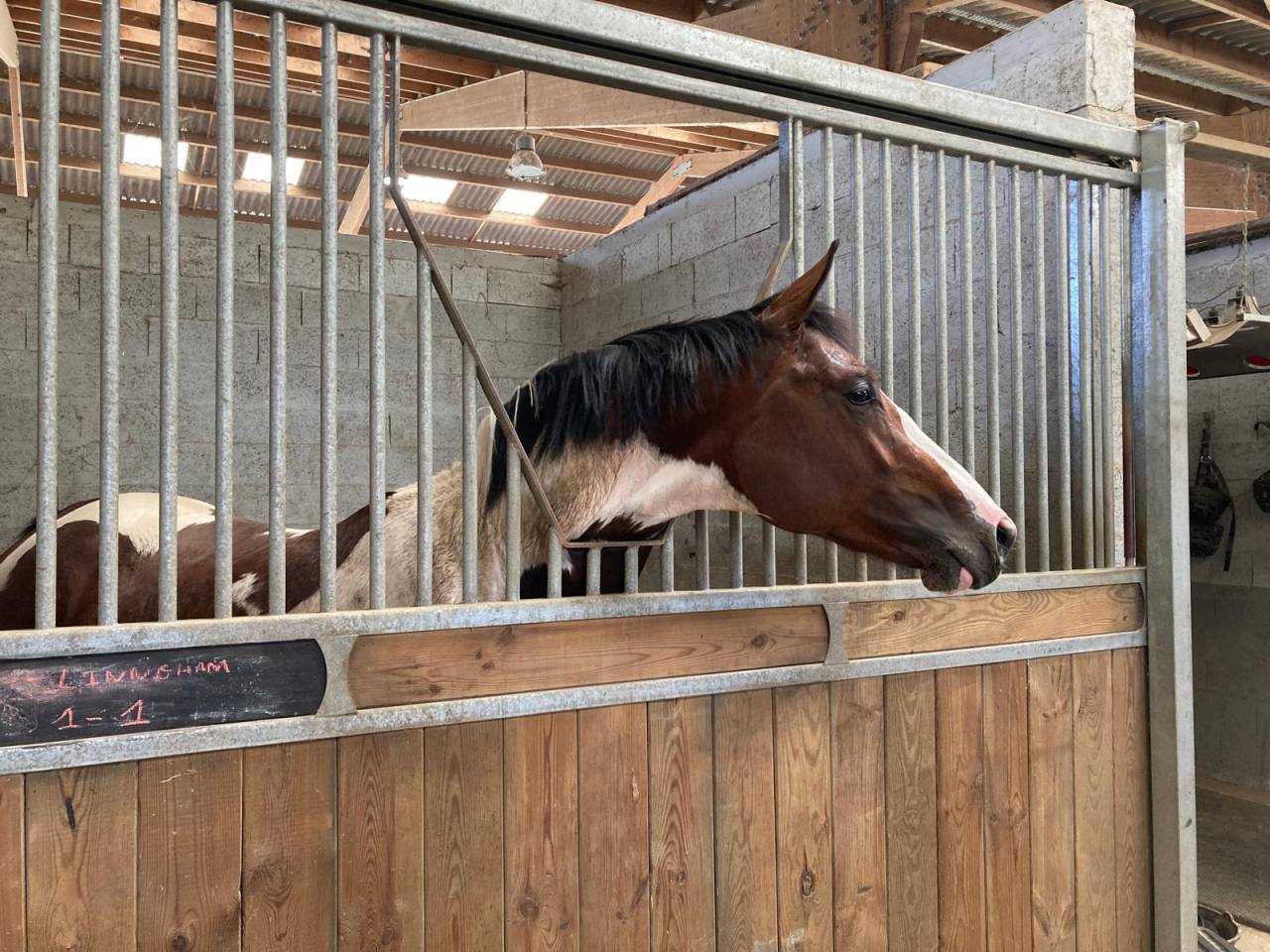 Mâle pie bai Famille 5*