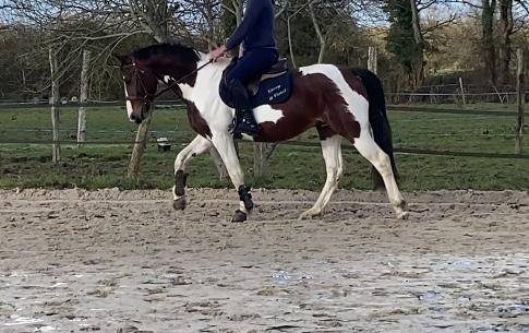 Mâle pie bai Famille 5*