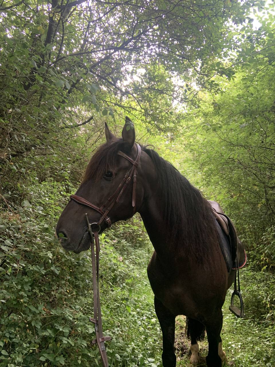 Superbe Hongre Lusitanien 10ans