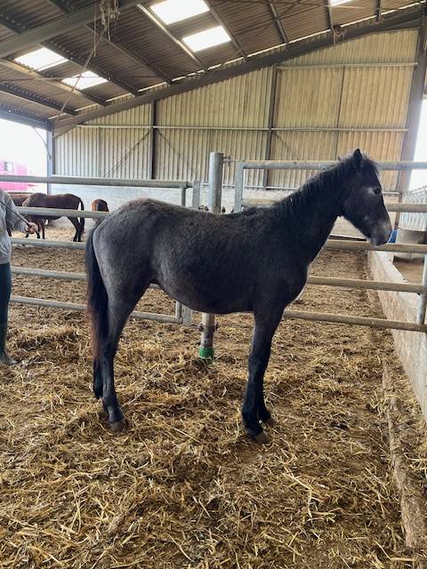 PONEY CONNEMARA MALE NE EN 2024