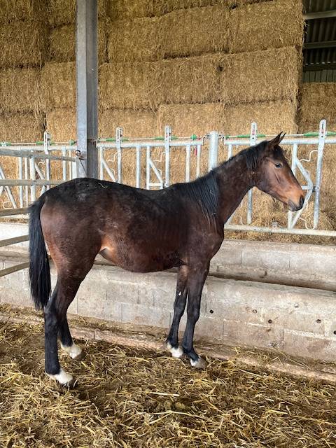 CHEVAL HONGRE SELLE FRANCAIS NE EN 2023