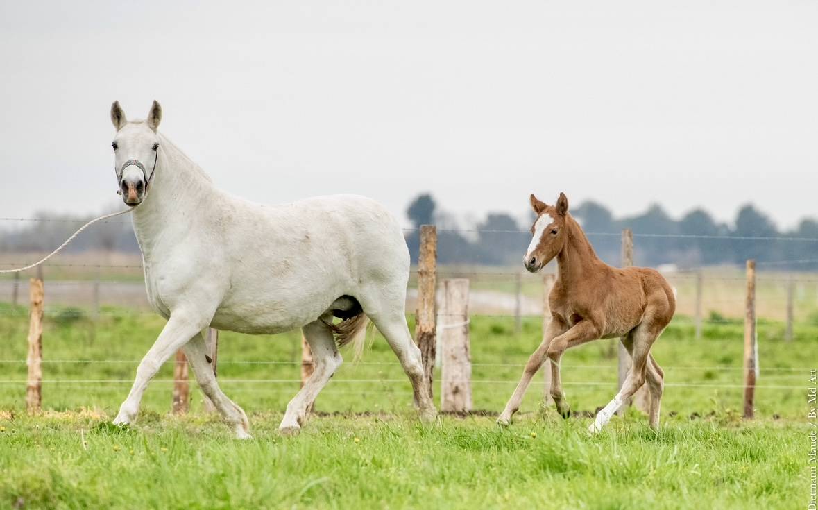 Poulain croisé Camargue Lusitanien 