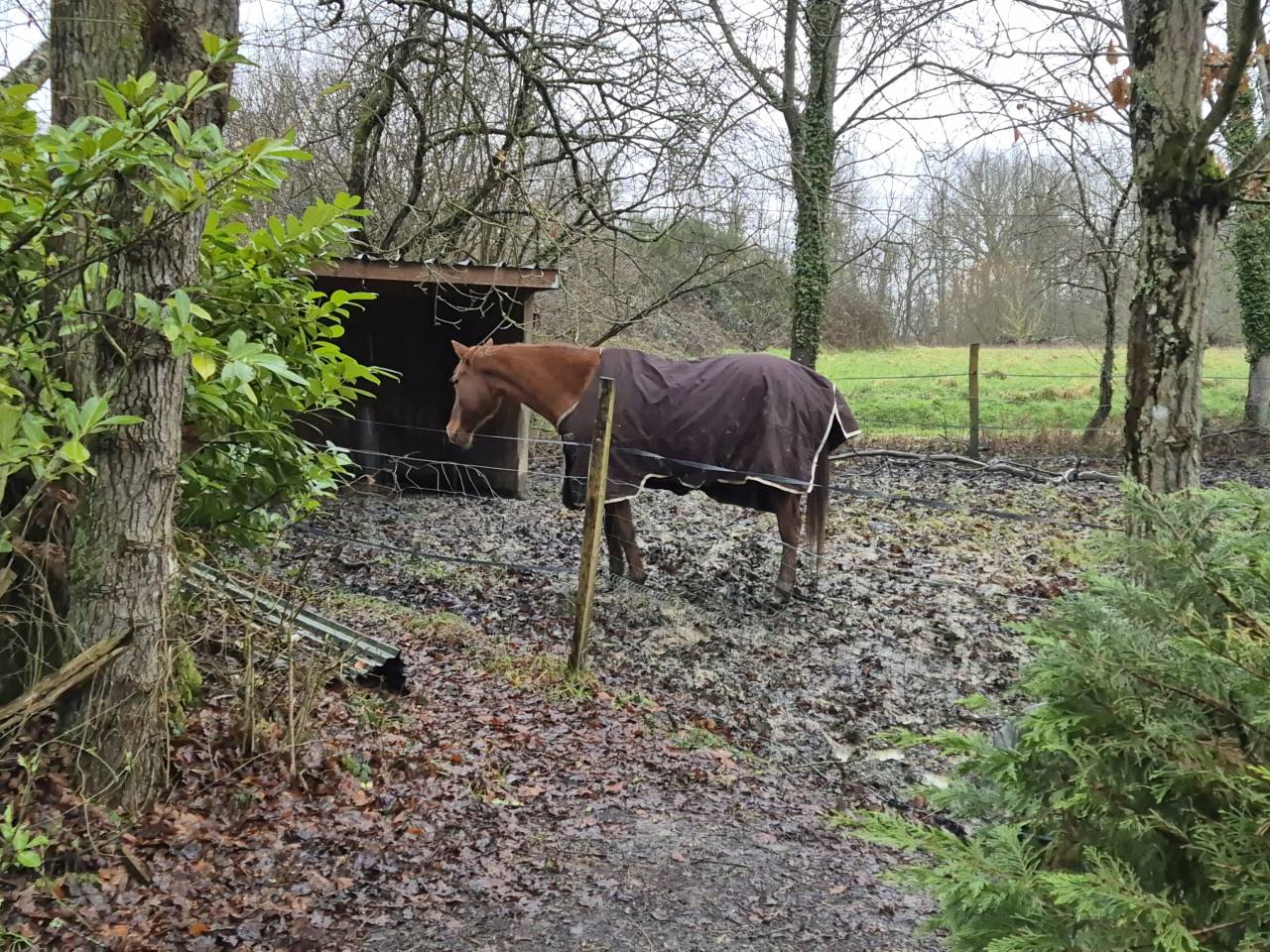 Jument aa pour loisir ou endurance